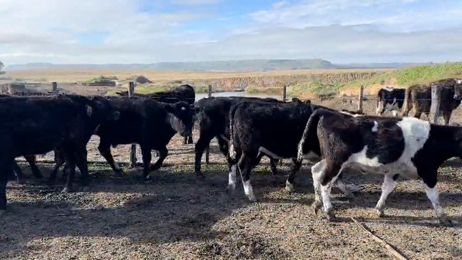 Lote 70 Terneros