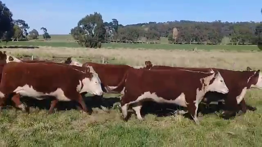 Lote Sto. Domingo Vaquillonas PR - Preñadas parición primavera 2022