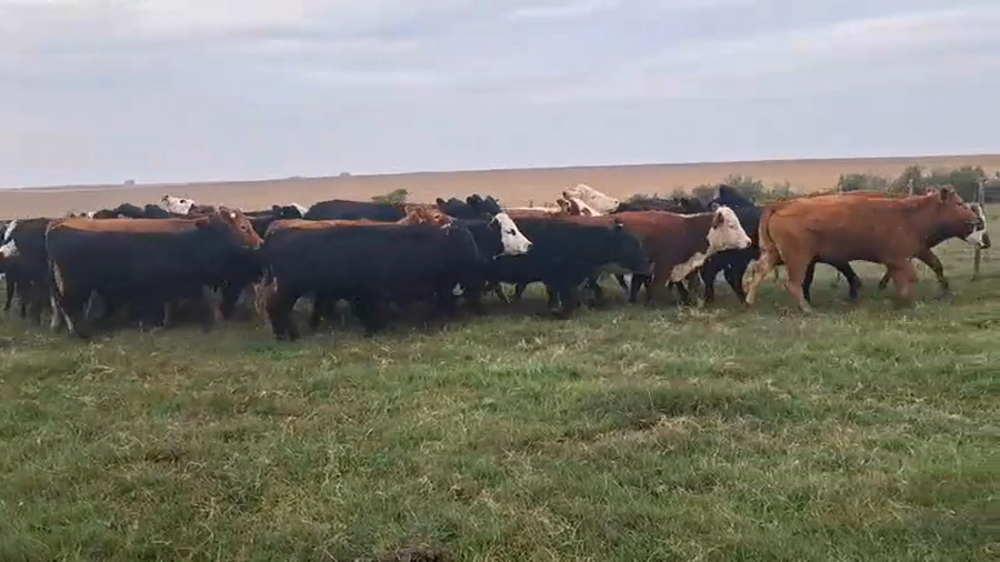 Lote VAQUILLONAS FORMADAS