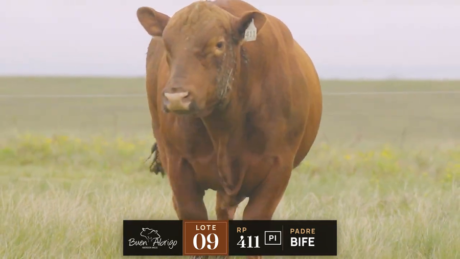 Lote LOTE 09 · TORO PI · RP 411