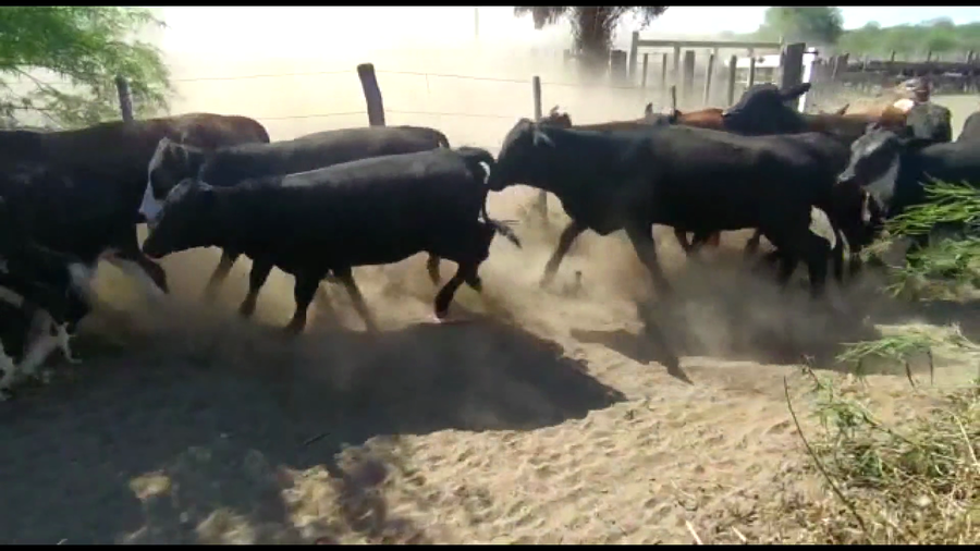 Lote 90 Vaquillonas en Subteniente Perín, Formosa