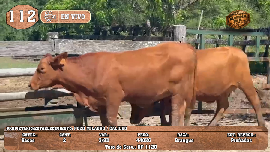 Lote LOTE 112 -EN VIVO