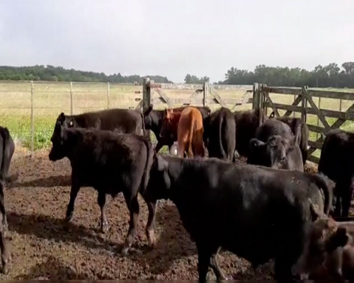 Lote 70 TERNS. MACHOS, EN AYACUCHO, PCIA.DE BS. AS.