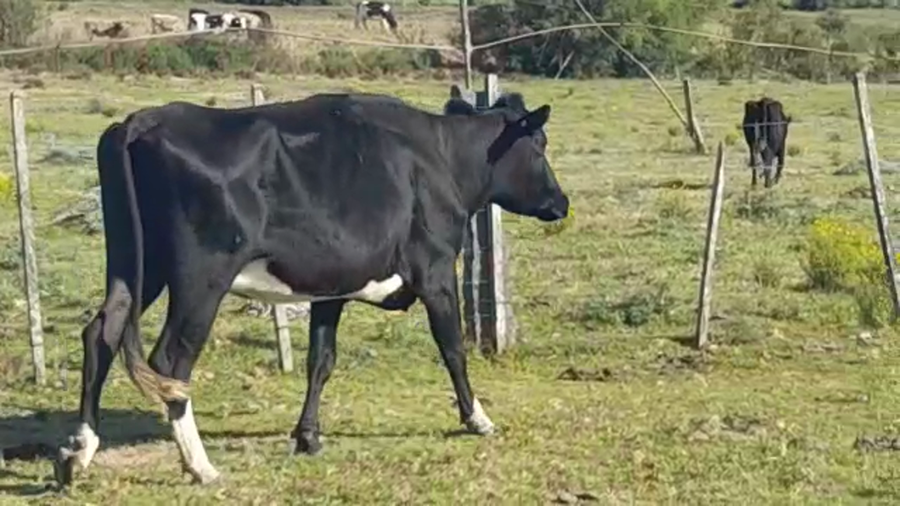 Lote (Vendido)Industria a remate en PANTALLA FEDERICO GARLAND 450kg -  en CERROS NEGROS