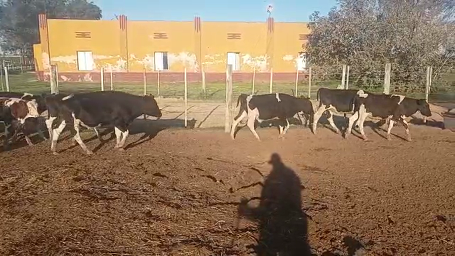 Lote 32 Novillitos Holando Argentino en Pueblo Marini, Santa Fe