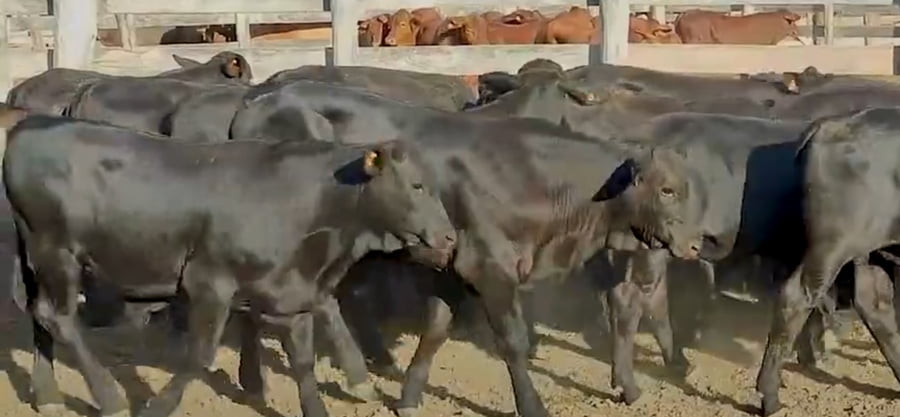 Lote Lote 17