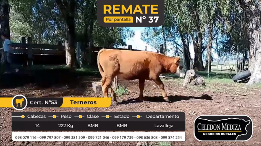 Lote 14 Terneros en Illescas, Lavalleja