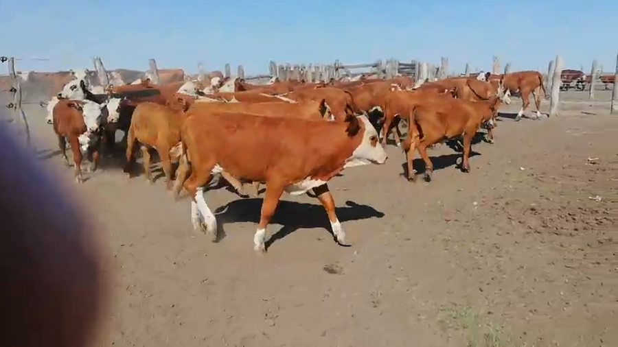 Lote 75 Terneros en Entre Ríos, Concordia