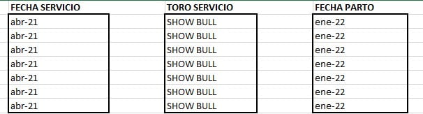 Lote VAQUILLONA PREÑADAS CORRAL 55