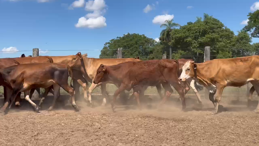 Lote 70 Terneros en Corrientes, Saladas