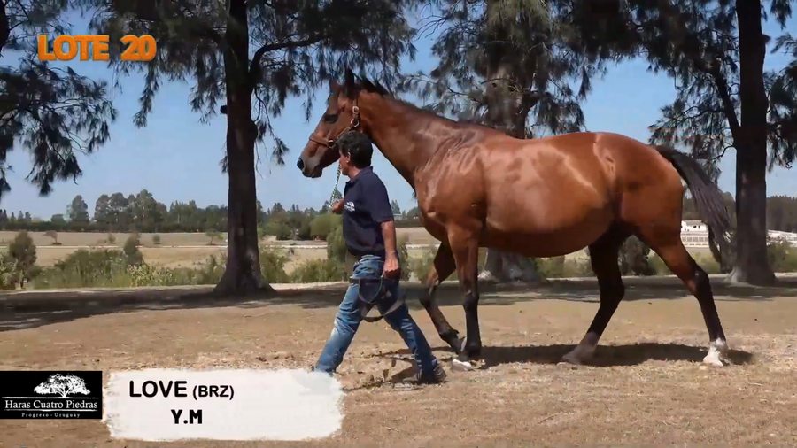 Lote LOST IN LOVE (BRZ)