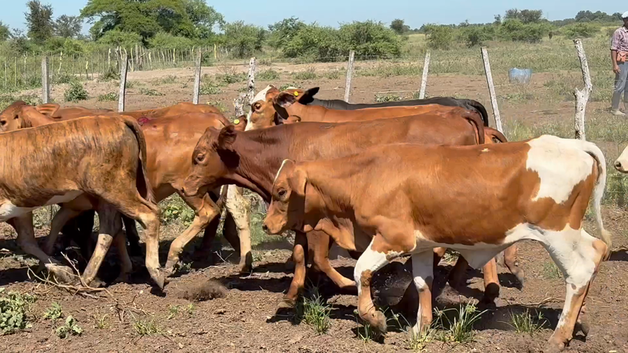 Lote 110 Terneros/as
