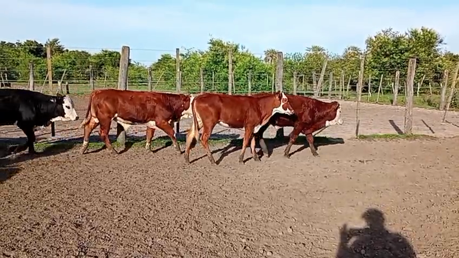 Lote 100 Terneros/as en Corrientes, Lomas de Vallejos