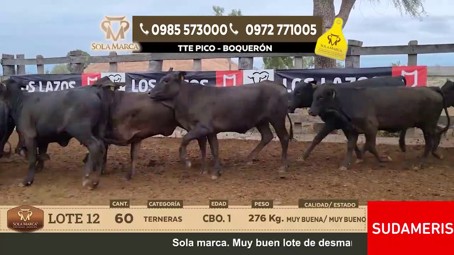 Lote Lote 12