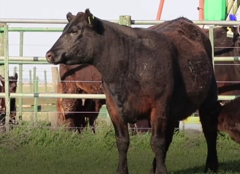 Lote VAQUILLONAS CON CRIA SANTA ROSA