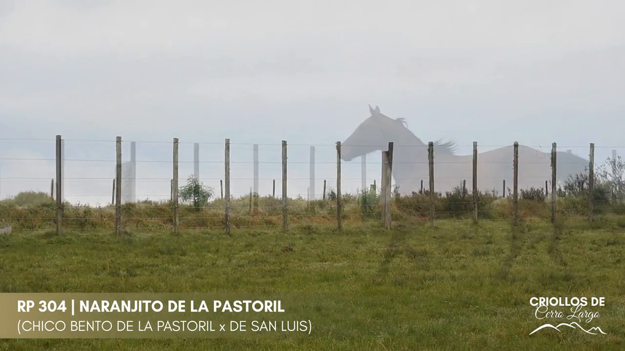 Lote NARANJITO DE LA PASTORIL