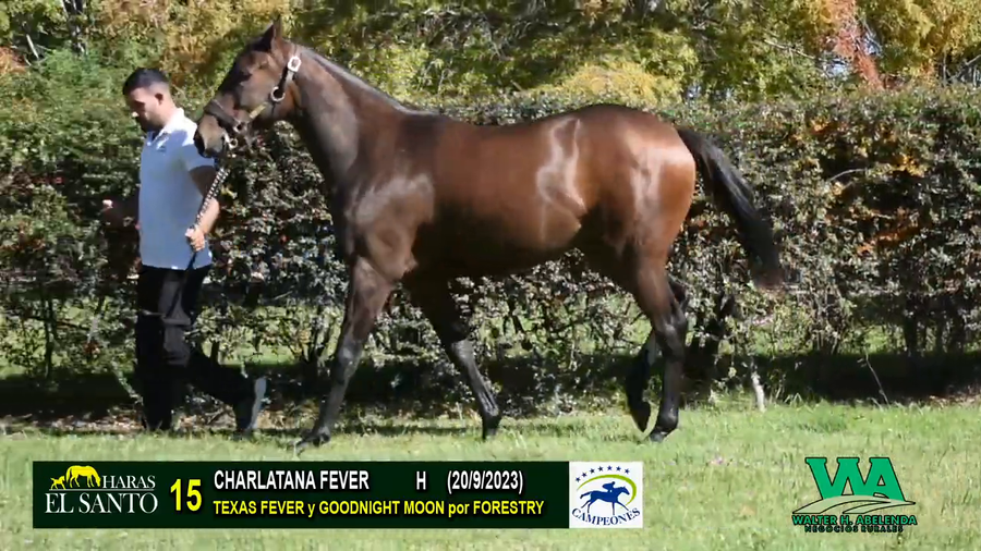 Lote CHARLATANA FEVER