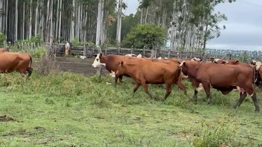 Lote 18 Vacas de invernar