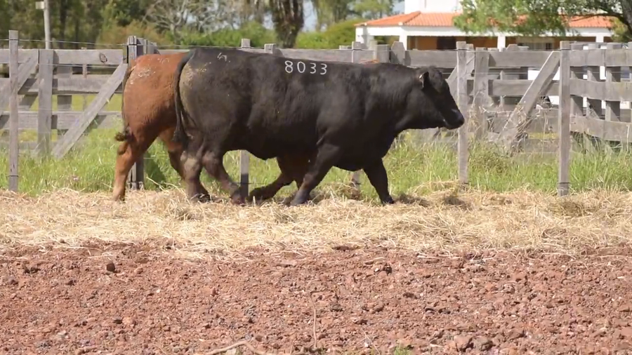 Lote 2 Toros a remate en DON PATRICIO - LIMANGUS, Salto