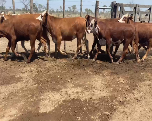 Lote 80 Novillitos en Bandera, Santiago del Estero