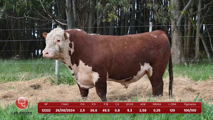 Lote Lote 17