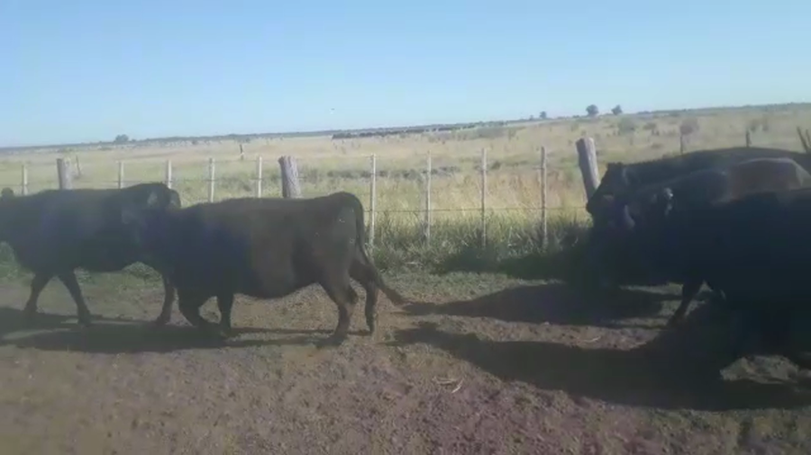 Lote 33 VAQ. PREÑDAS, DOLORES, PCIA. DE BS. AS.