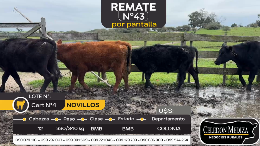Lote 12 Novillos en Otra Localidad, Colonia