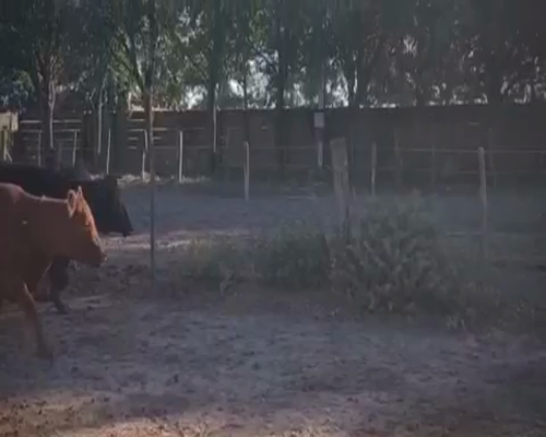 Lote 13 Vacas nuevas en Magdalena, Buenos Aires