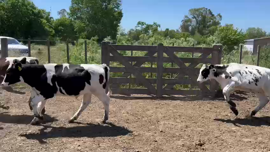 Lote 110 Terneros en Gral. Belgrano, Buenos Aires