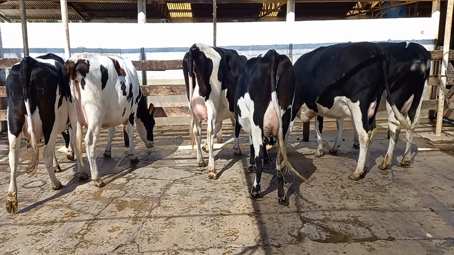 Lote Vaquillonas Preñadas - Perassi Hnos