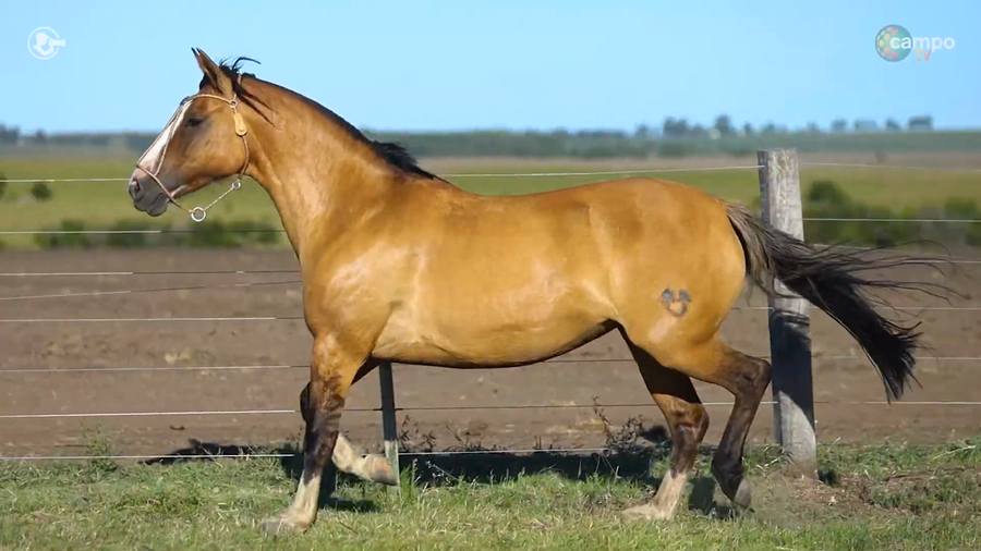 Lote LA ROSADA MORENA LINDA