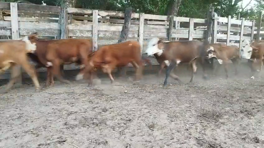 Lote 115 Terneros/as