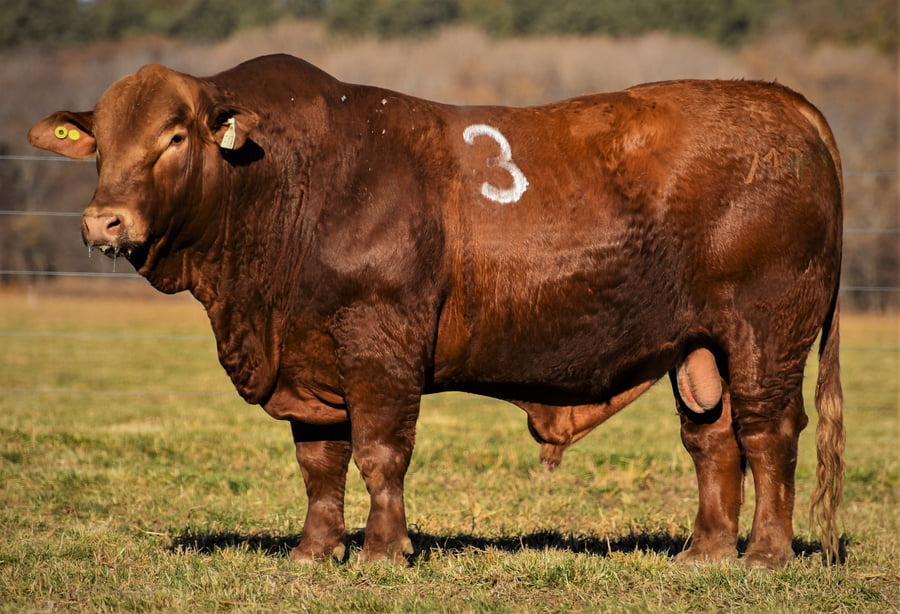 Lote Toro Brangus