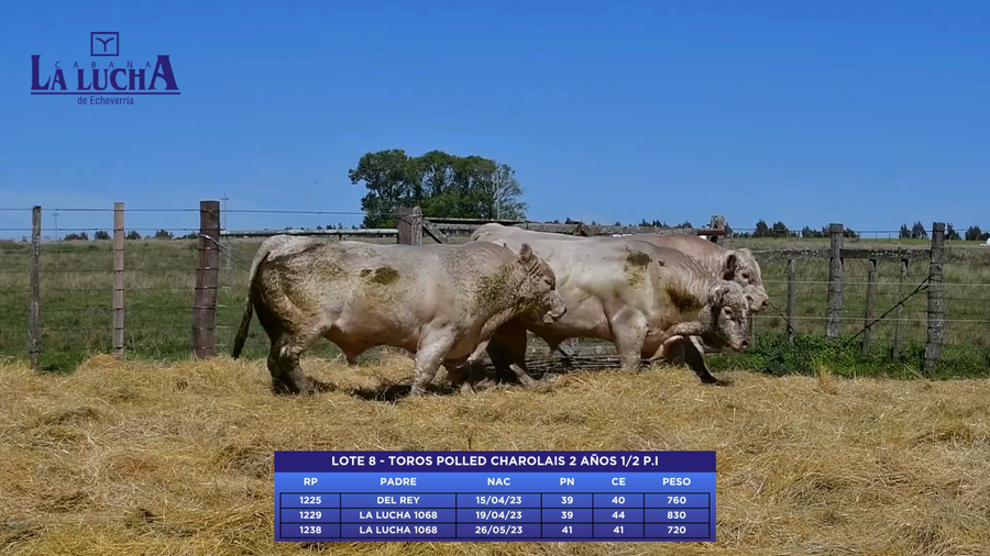 Lote 2 AÑOS 1/2 P.I