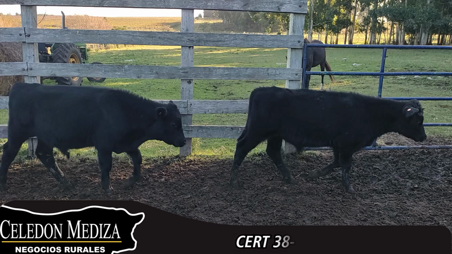 Lote 14 Terneros en Parador Tajes, Canelones