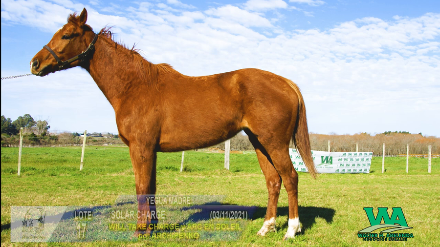 Lote SOLAR CHARGE