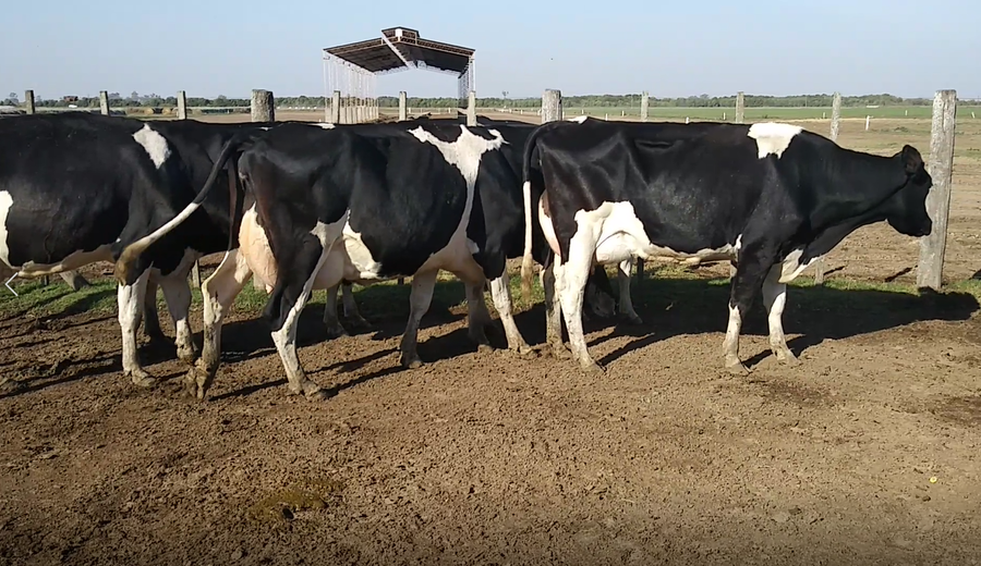 Lote 5 Vacas en Humberto 1º, Santa Fe