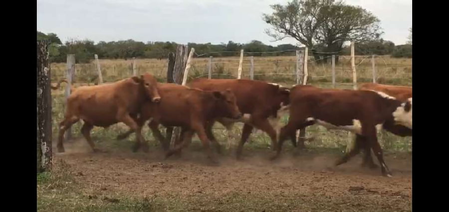 Lote 87 Terneros/as en San Luis del Palmar, Corrientes