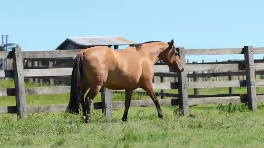 Lote ALEGRIA DE LA RESERVA
