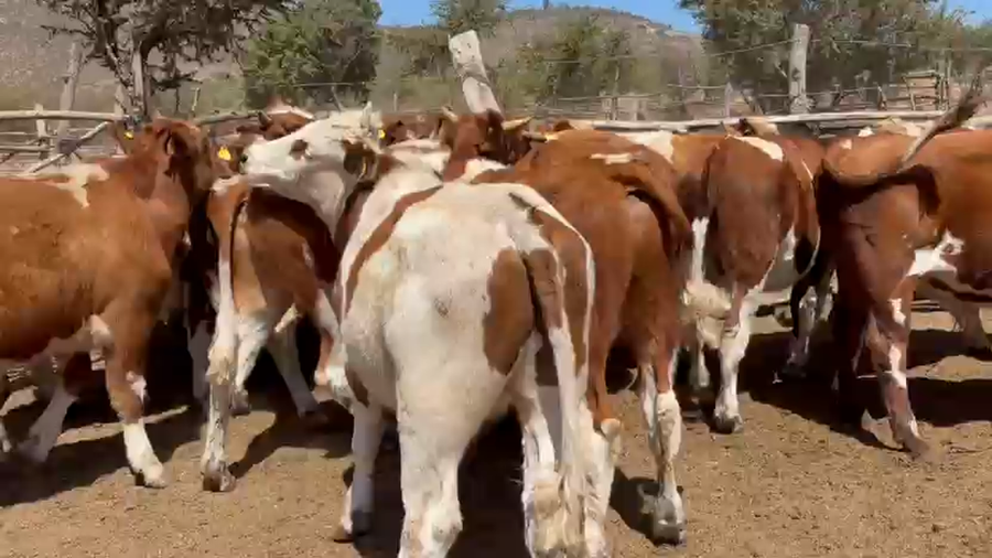 Lote 30 Novillo Engorda en La Ligua, V  Región Valparaíso