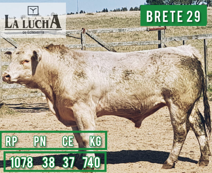 Lote TOROS CHAROLAIS PI