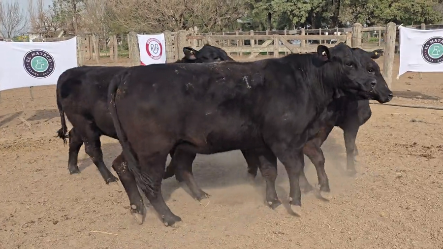 Lote Vacas de El Mataco