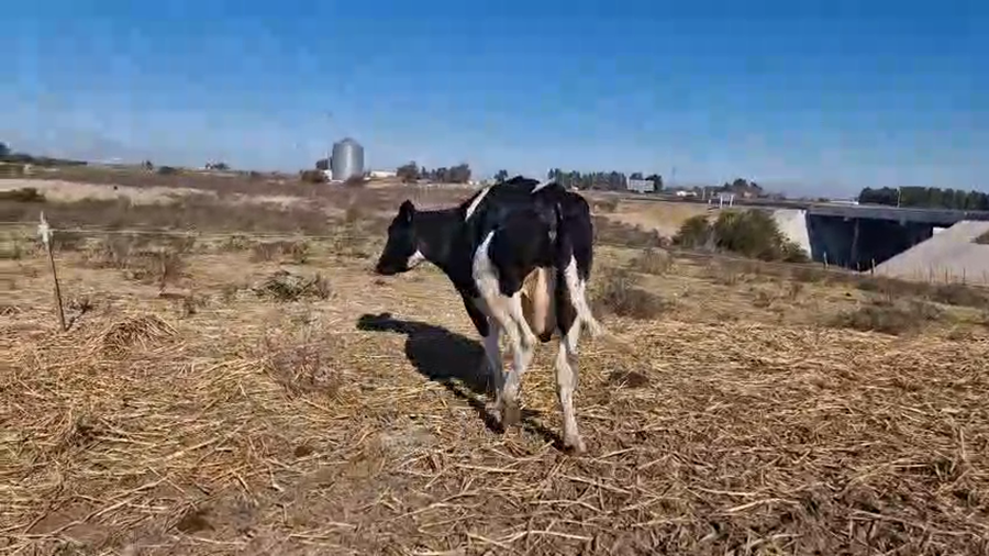 Lote Vaca a remate en Pantalla Camy 470kg - , San José