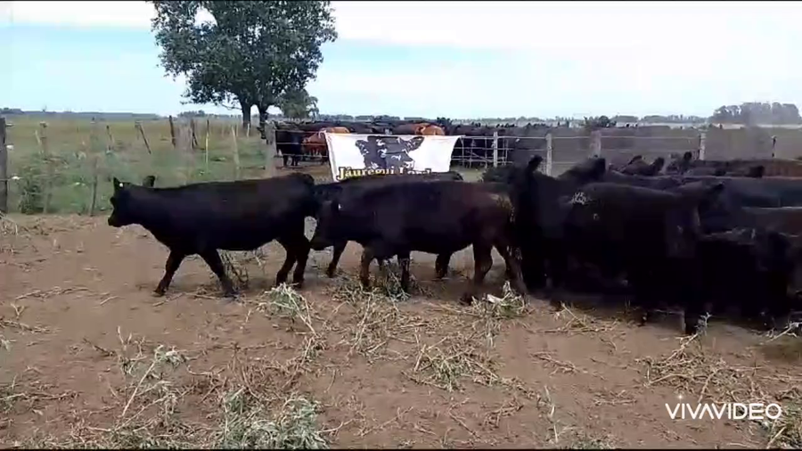 Lote 36 Terneros/as