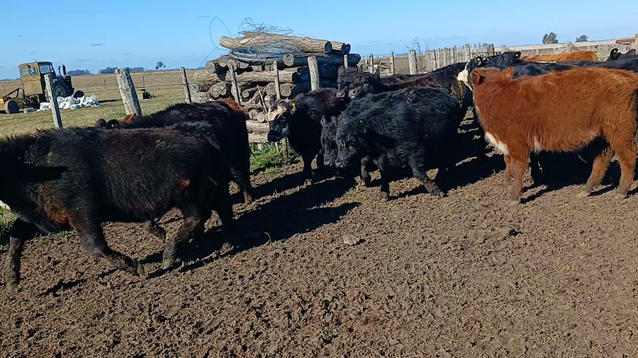 Lote 21 Terneros/as en Rauch