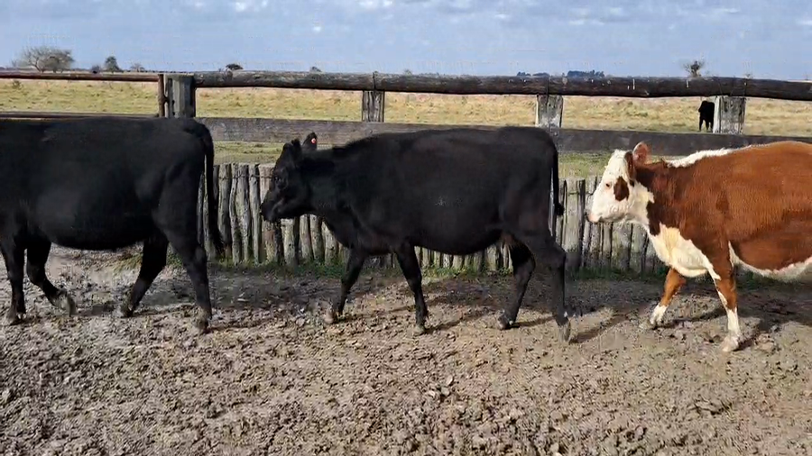 Lote 16 Vacas usadas preñadas