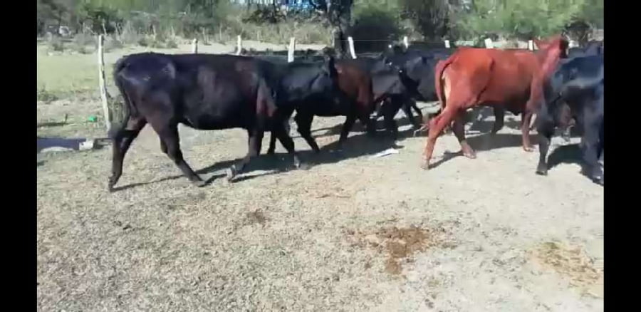 Lote 25 Vacas nuevas C/ cria en Villaguay, Entre Ríos