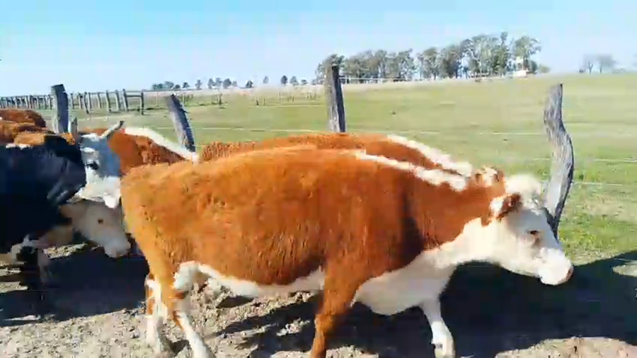 Lote 11 Vacas nuevas Preñadas en Corrientes, Mariano I. Loza