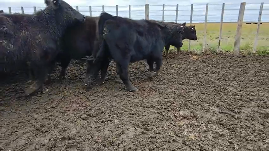 Lote 65 Terneros en Buenos Aires, Carhue