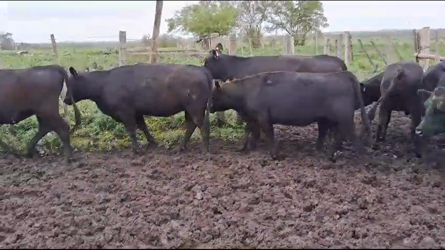 Lote (Vendido)13 Vaquillonas  Angus a remate en Remate por pantalla de la Exposición de San José, San José